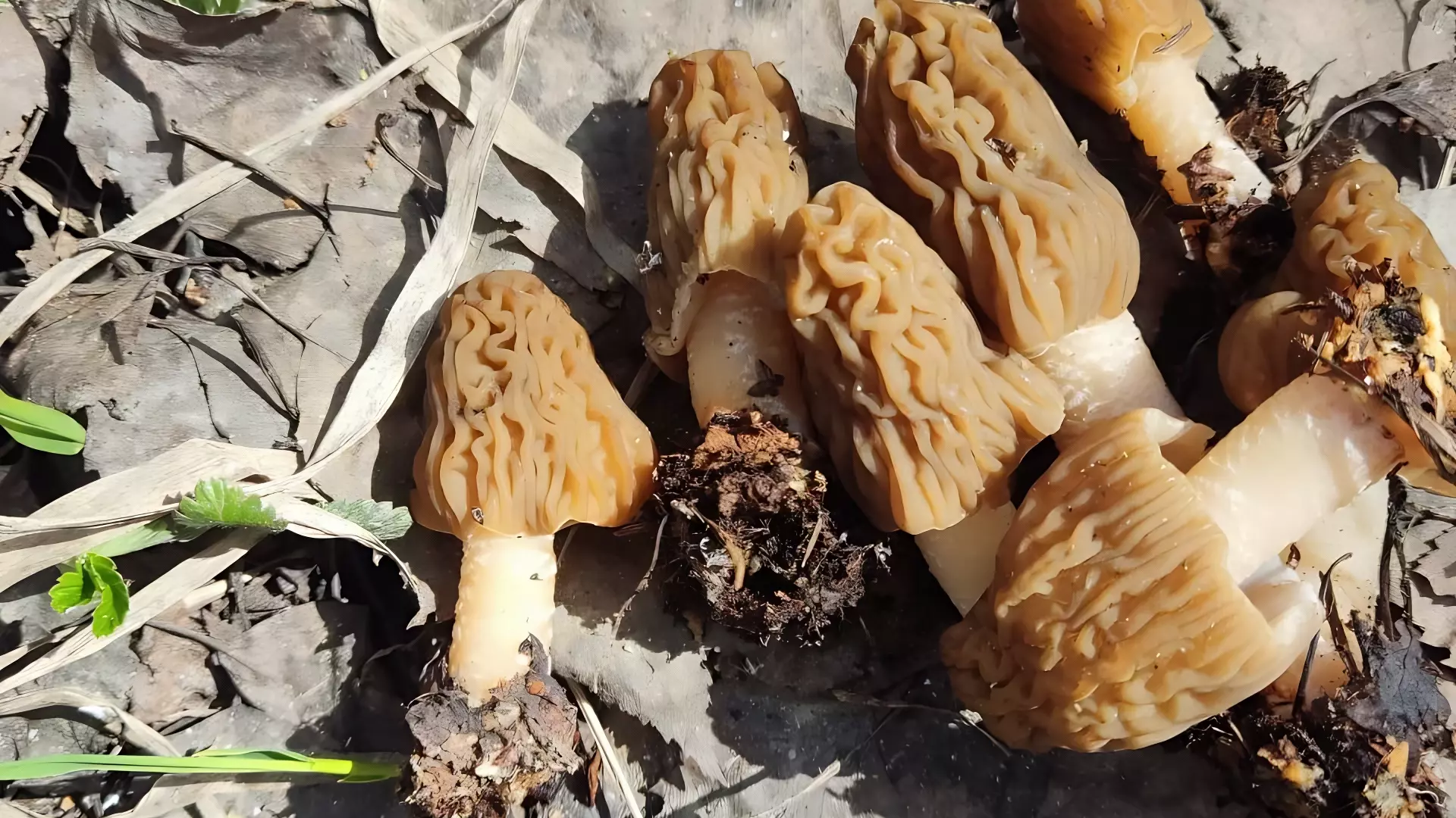В тюменских лесах начали появляться первые грибы