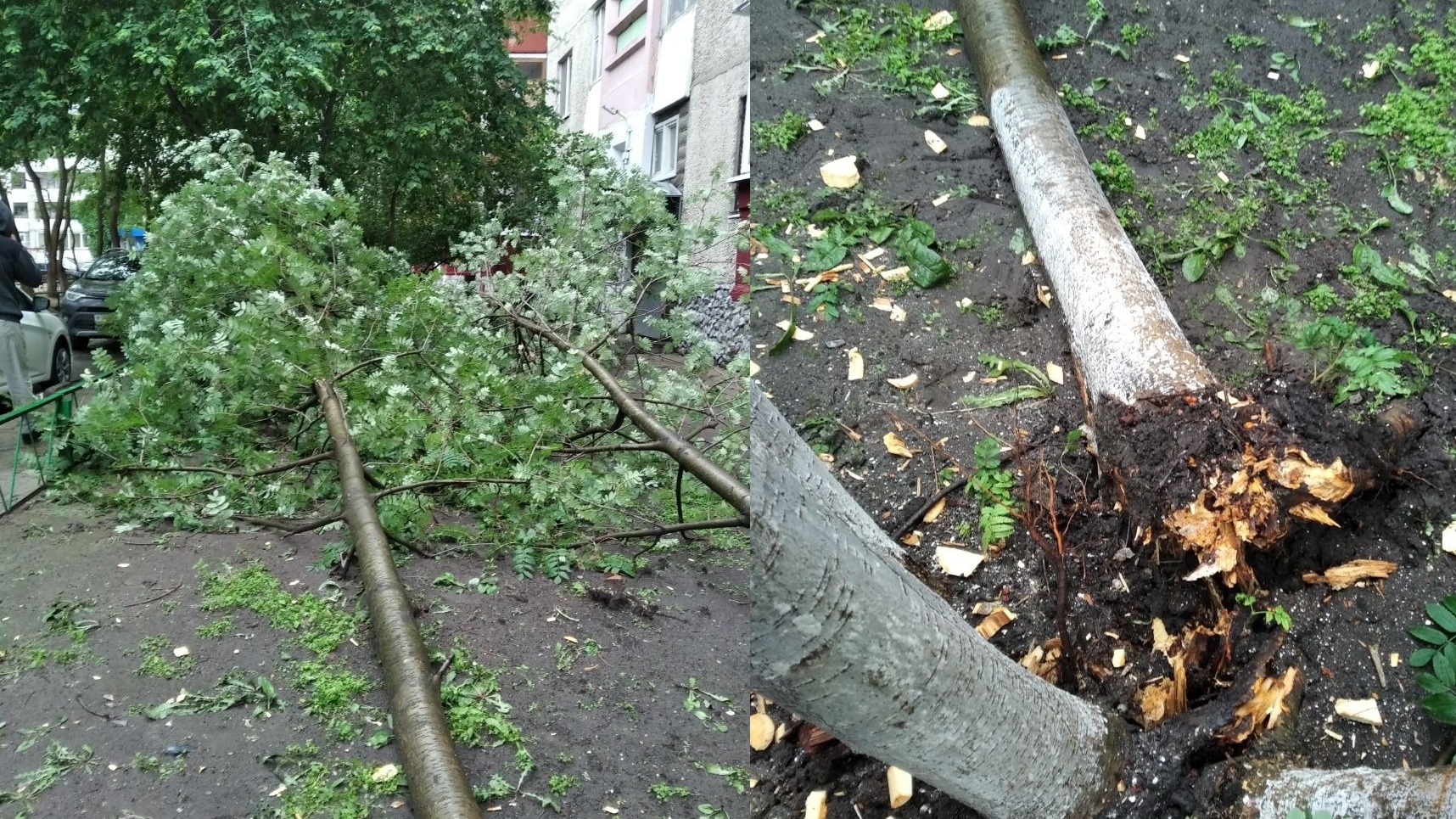 Из-за сильного ветра в Тюмени у многоквартирного дома свалились деревья. Фото