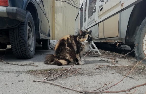 В Тюмени из окна дома по улице 50 лет Октября мужчина выкинул 10 кошек