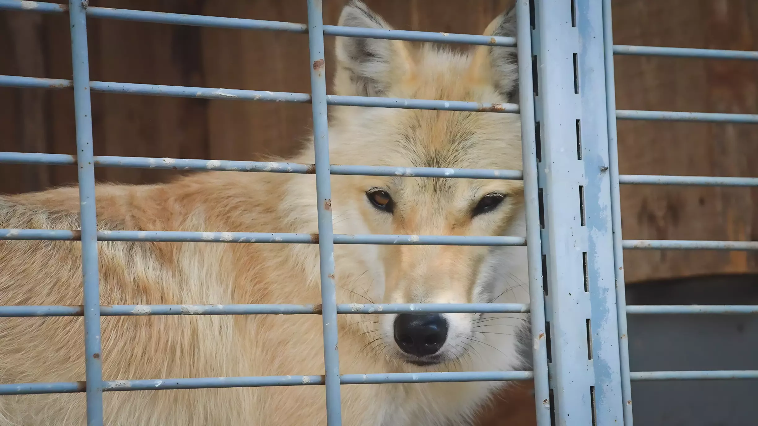 В Тюменской области стая волков попала на видео
