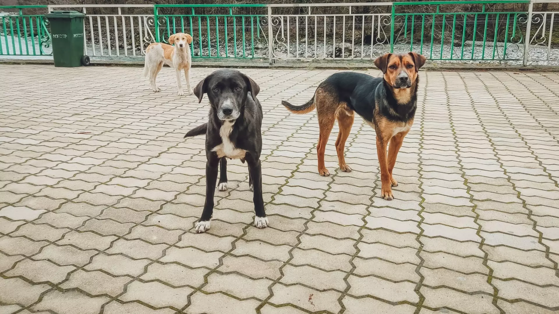 Стая бродячих псов терроризирует два года жителей тюменского поселка