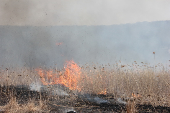 В лесах Тюменской области за минувшие сутки произошло 40 пожаров