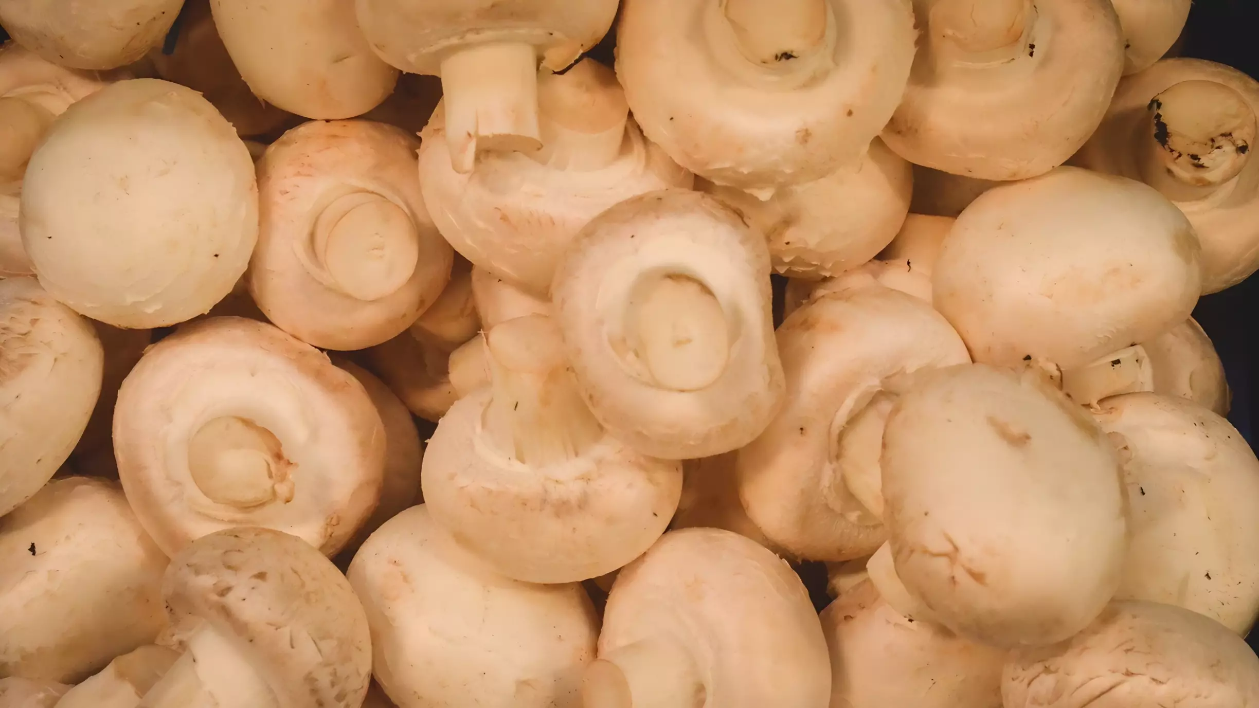 В Тюменской области продают бизнес по производству грибов