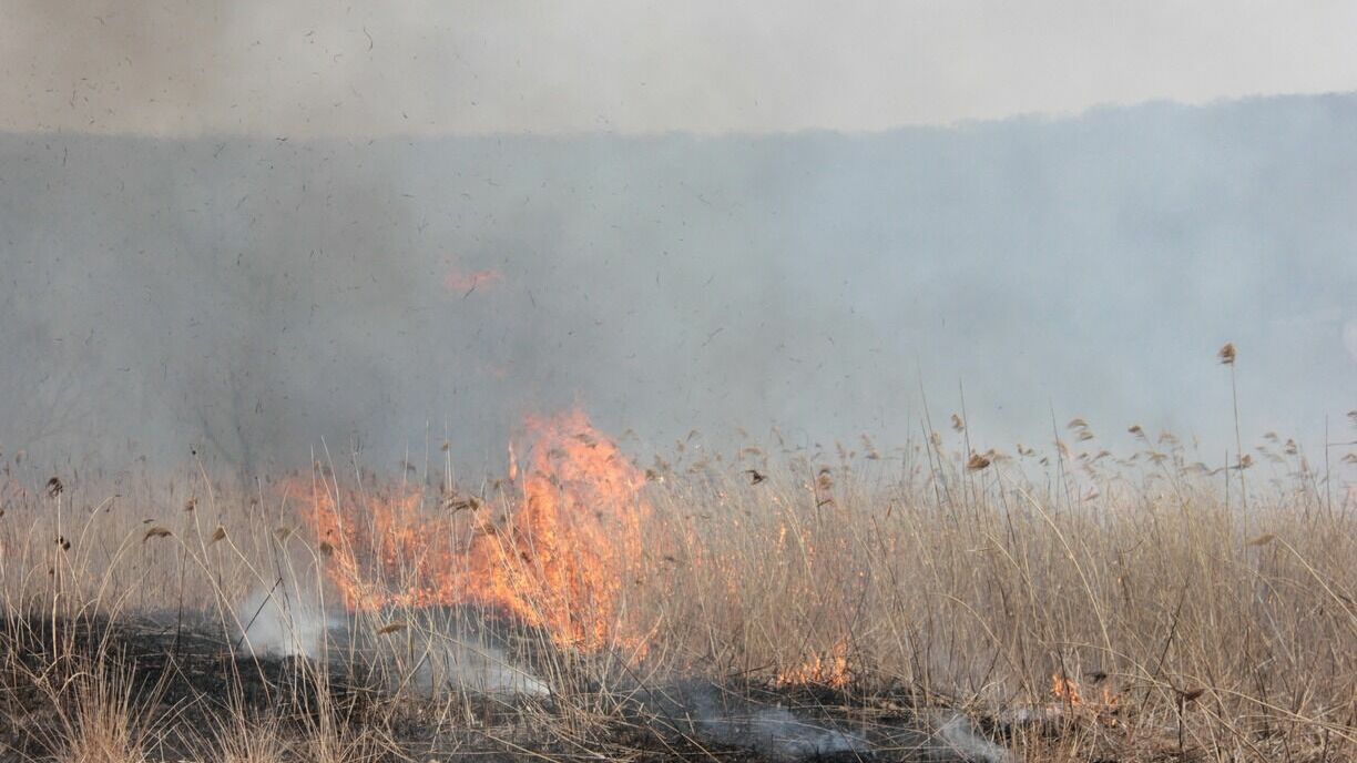 В Тюменской области потушили лесной пожар на площади 16 га и зафиксировали новый
