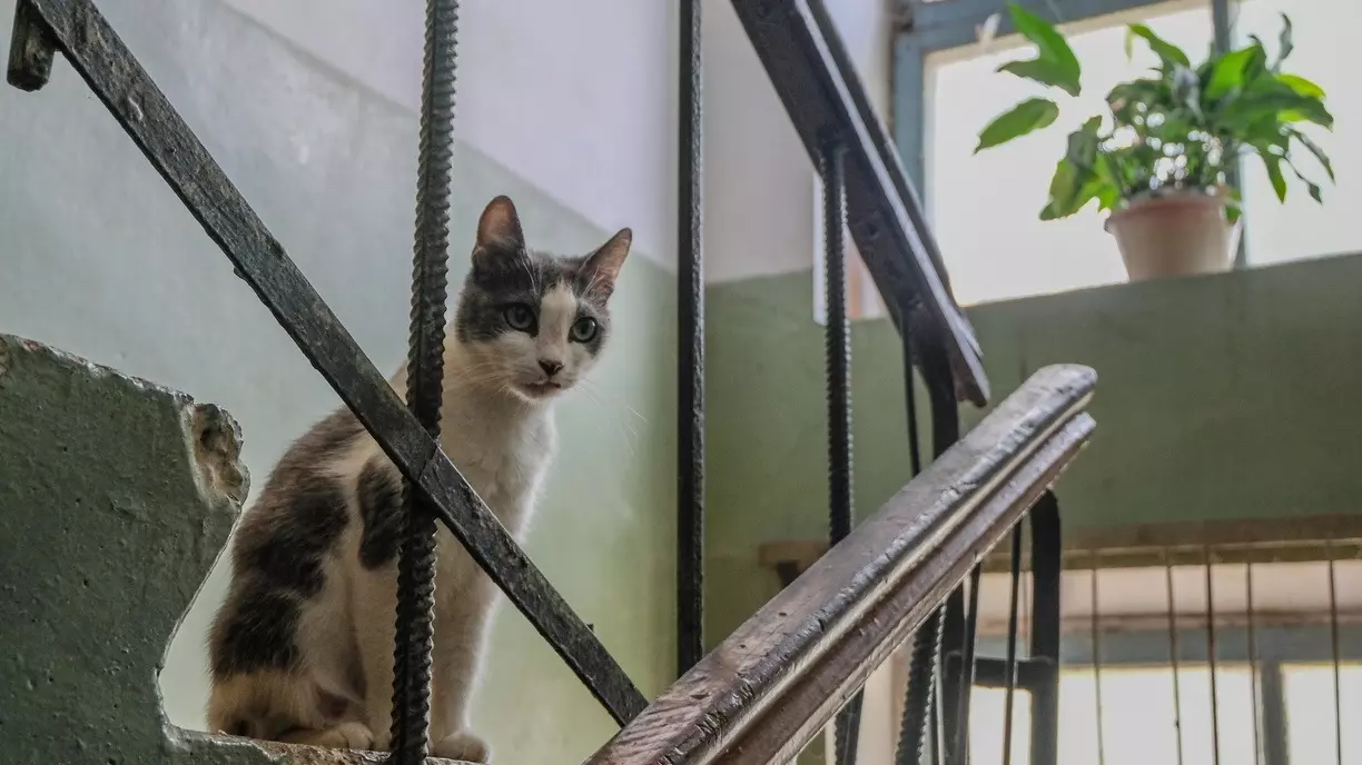 В Тюмени депутат спас кошку от голодной смерти