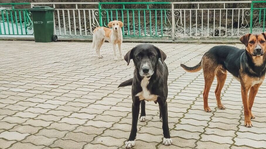 Тюменцы обходят стаи агрессивных бродячих собак 
