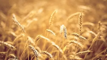 Тюменские агропредприятия отправили на экспорт 120 тысяч тонн зерна