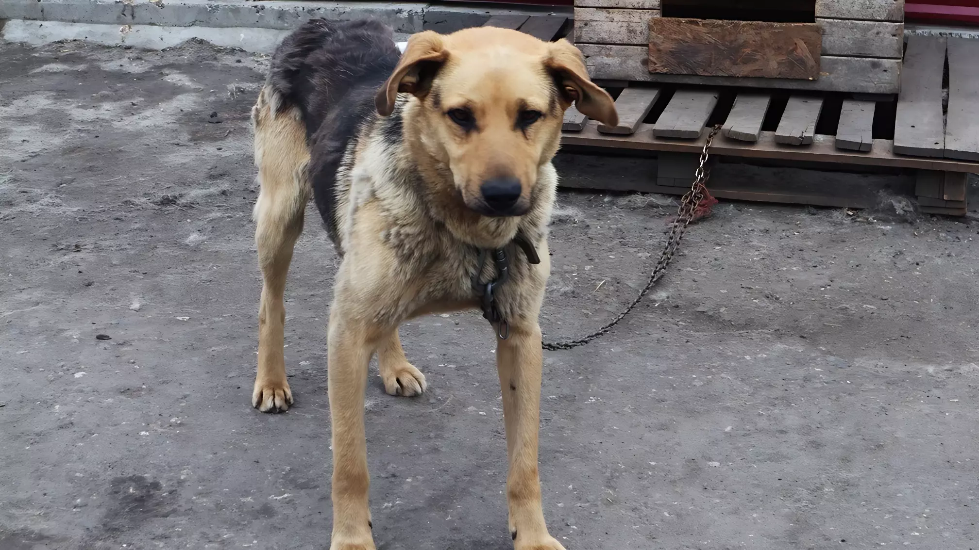 Бездомная собака напала на 13-летнюю девочку в Тюменской области