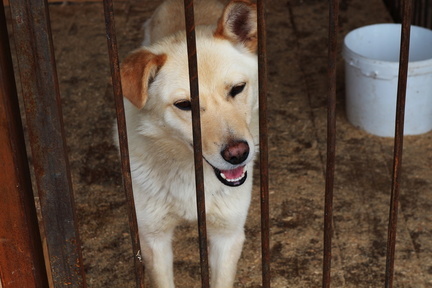 В тюменских приютах для животных ввели новые требования.
