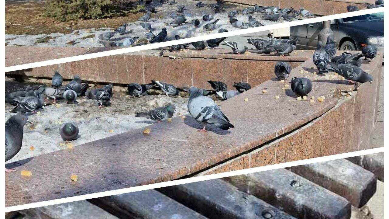 Тюменцы жалуются на атаку прикормленных голубей рядом с горадминистрацией