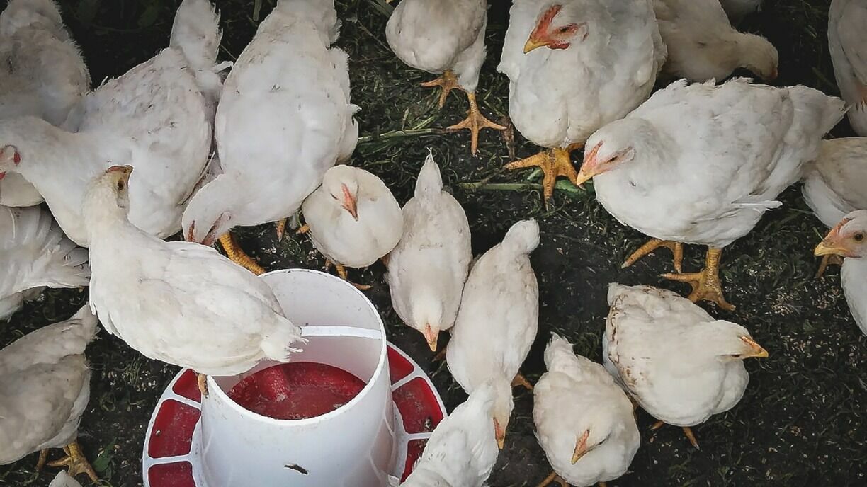 На тюменской птицефабрике «Боровская» нашли склад помета