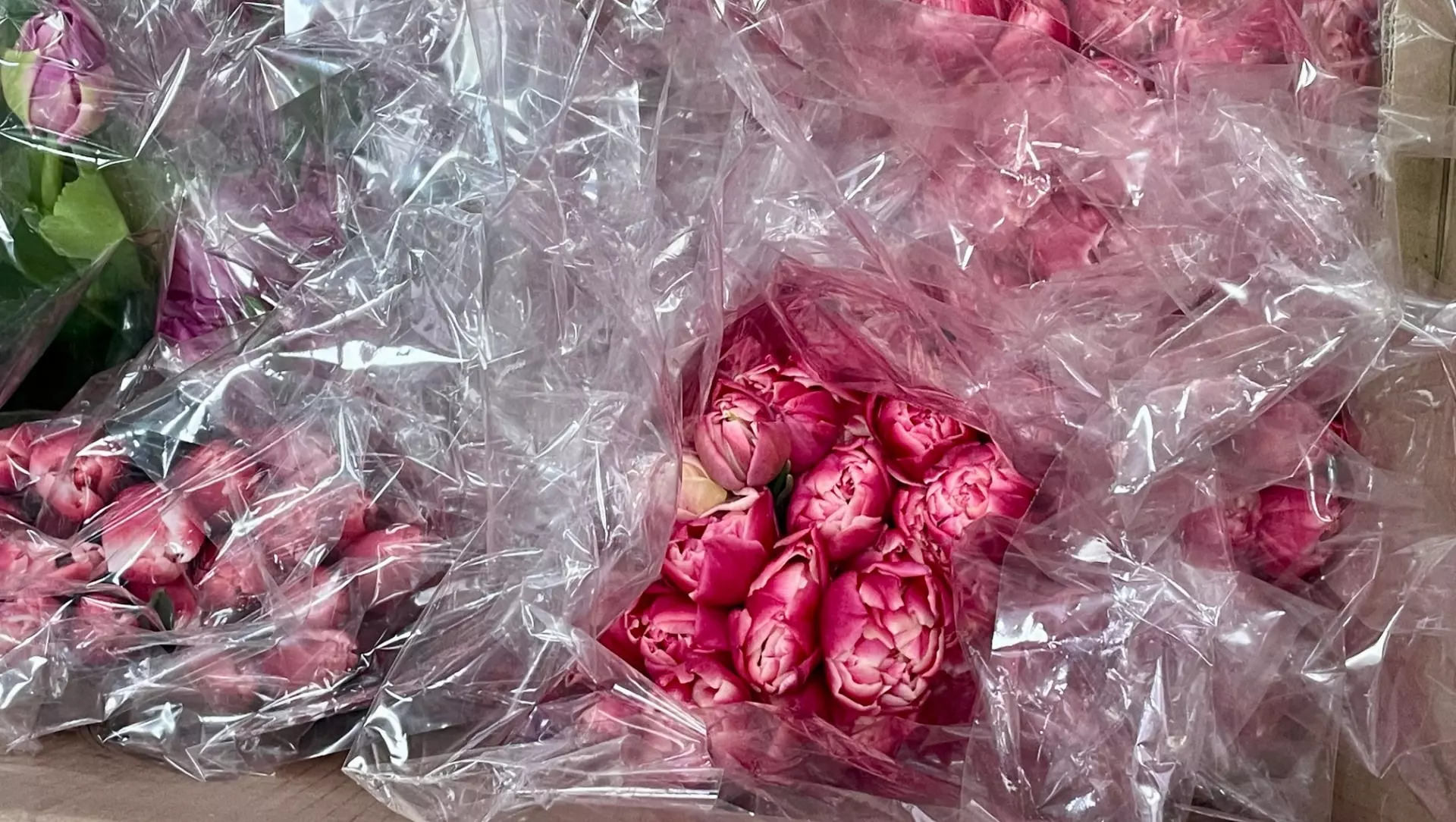 Ежедневно цветочные магазины города принимают крупные поставки тюльпанов.
