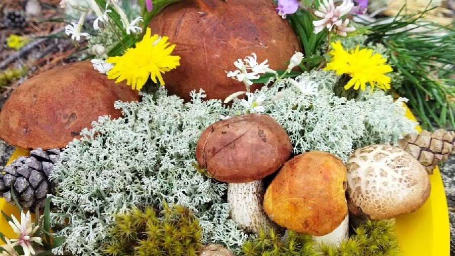 Тюменцы составили топ грибных мест региона