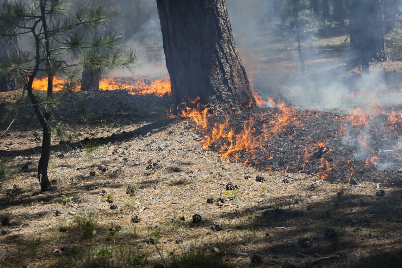 В Тюменскую область для борьбы с лесными пожарами прибыли подразделения «Ямалспаса»
