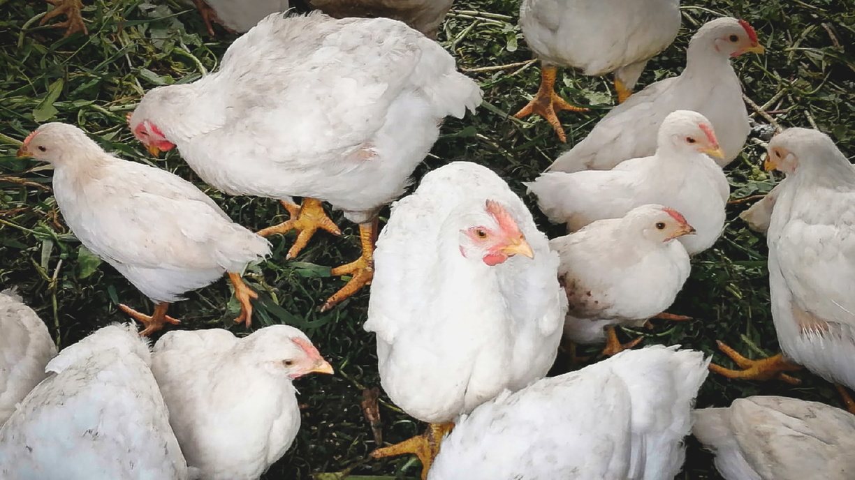 До 2024 года останутся без работы сотрудники убойного цена птицефабрики «Боровской»