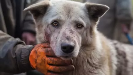 В Тюменской области неизвестный жестоко расправился с собакой и выкинул ее в мусорку