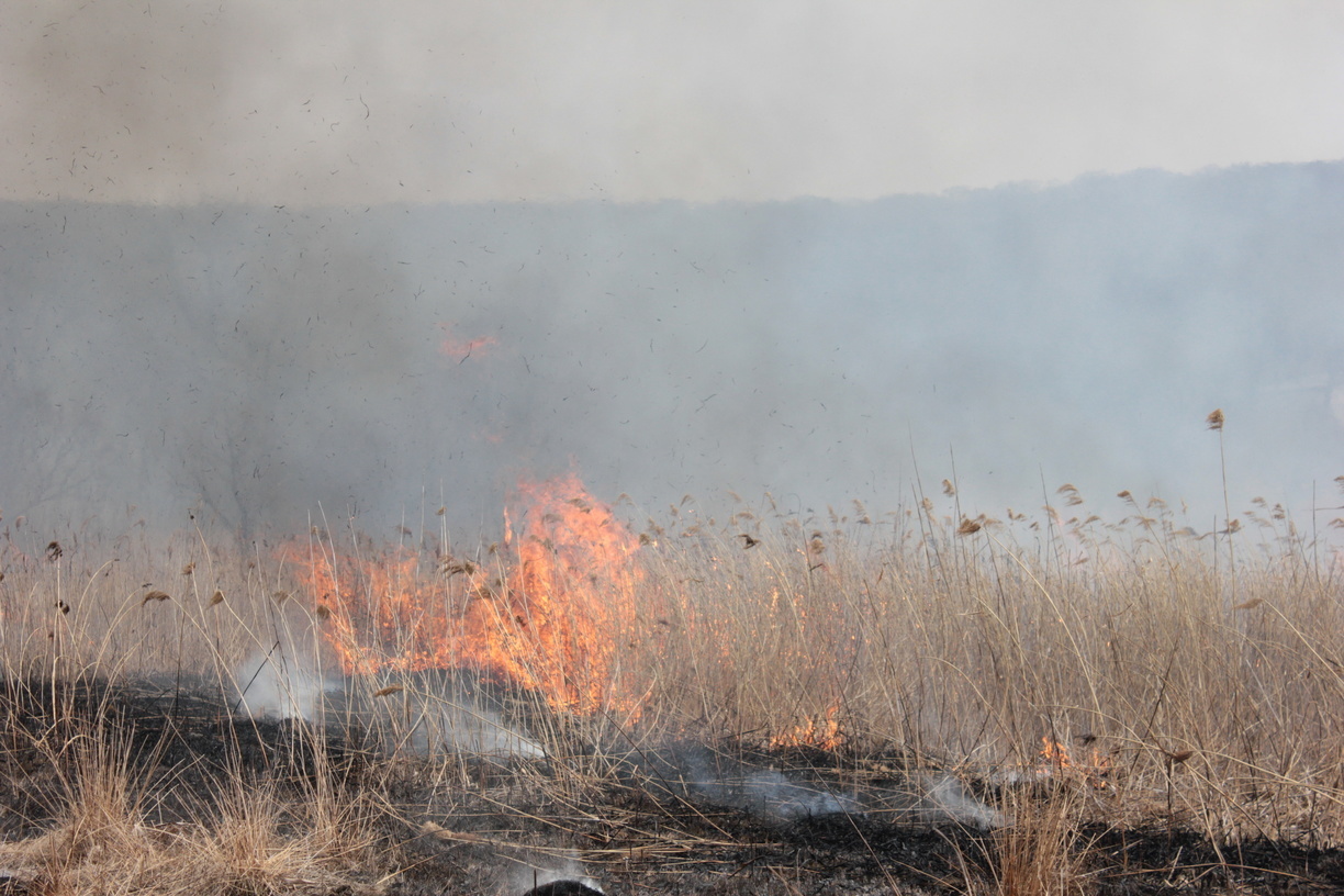 Чем дышать: в Тюменской области зарегистрирован еще один лесной пожар