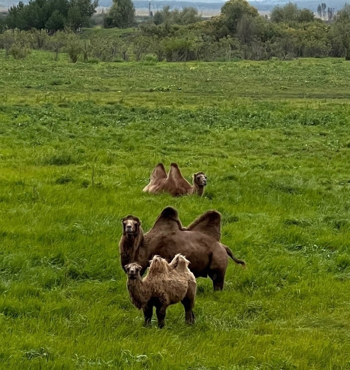 Верблюды в Тюменской области