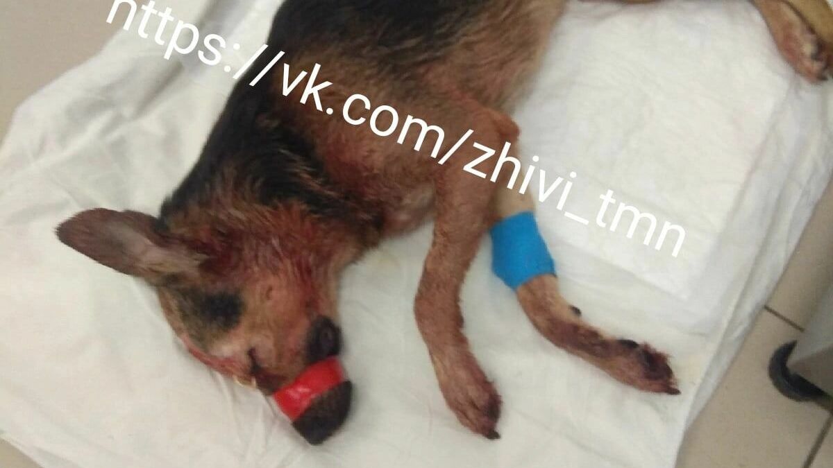 В Тюмени полиция ищет живодера, разрубившего голову собаке 