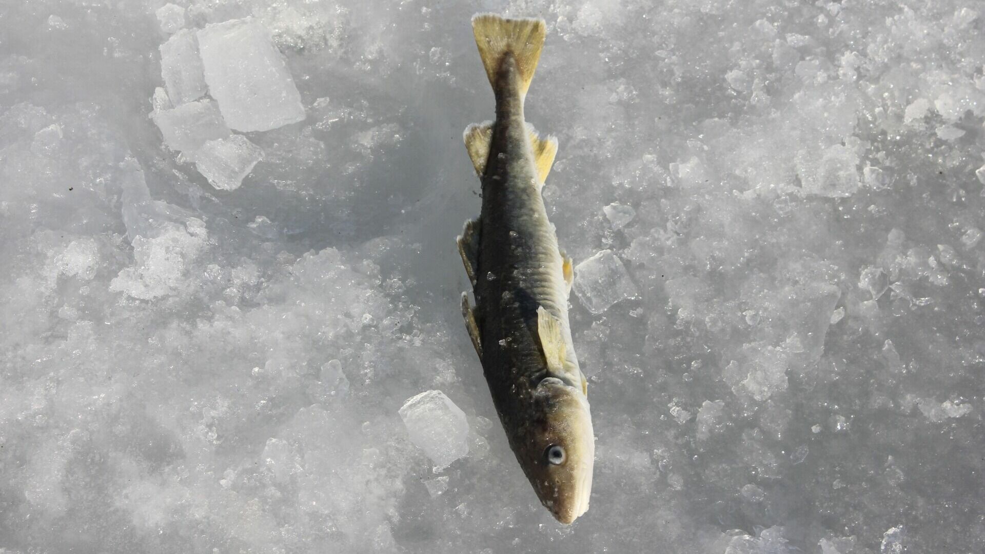Тюменские рыбки открыли зимний сезон