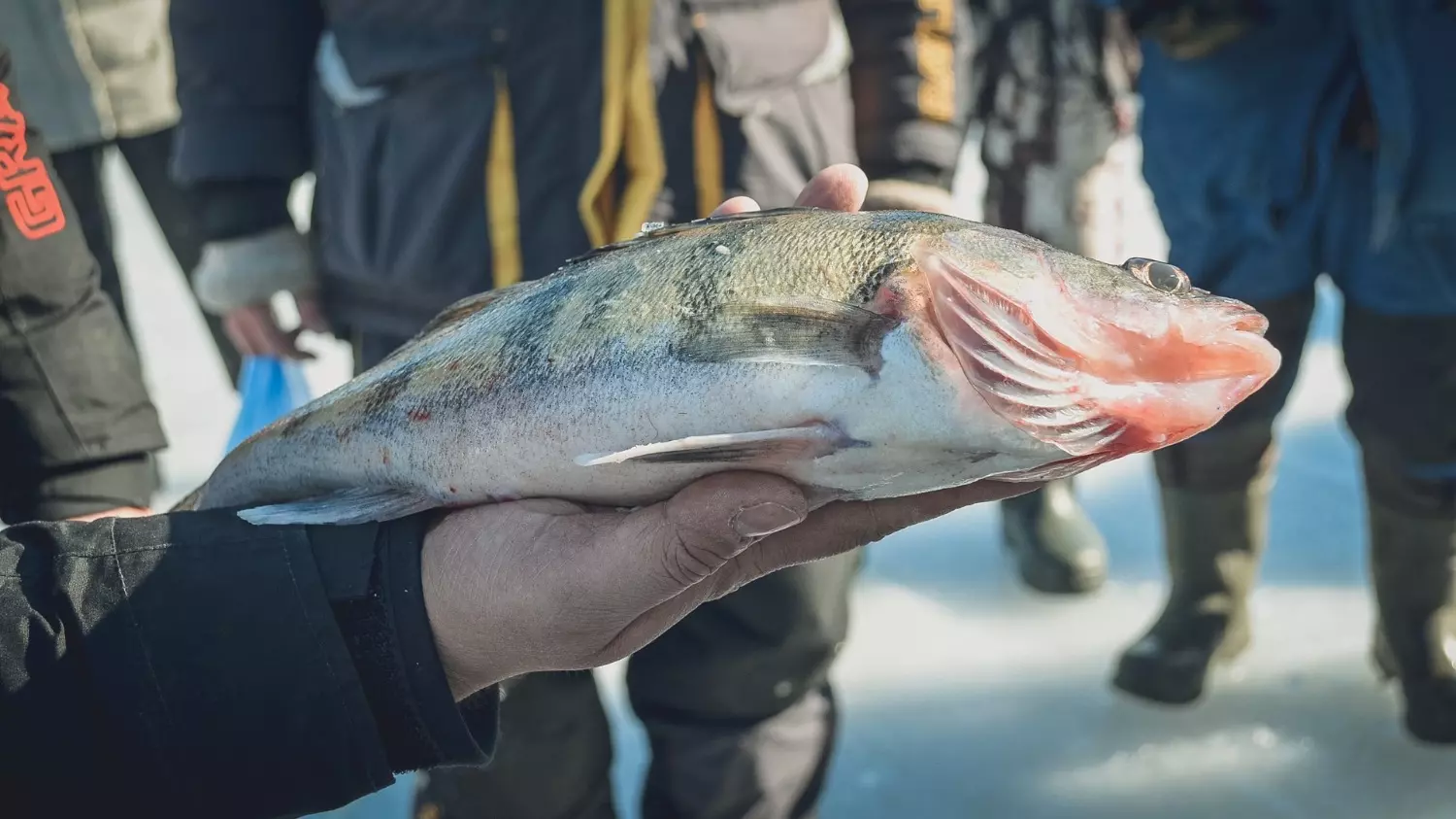Зимняя рыбалка в Тюменской области