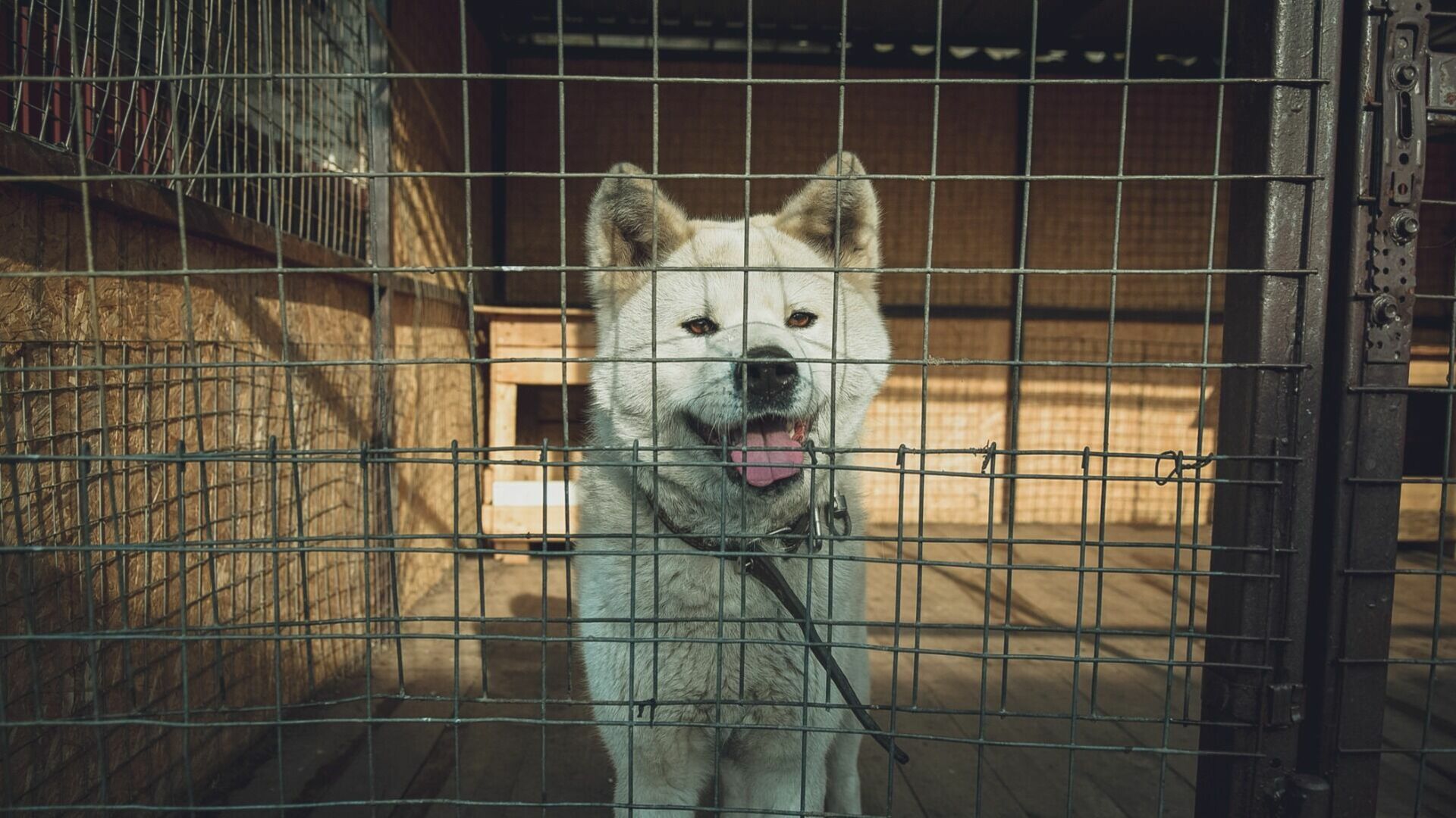 Тюменцы выступают за обязательное обучение для владельцев собак