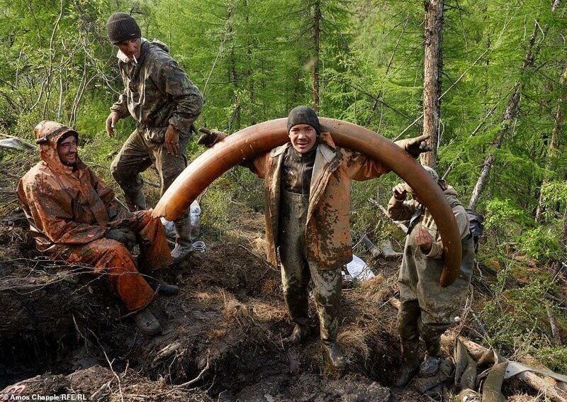 Копатели, обнаружившие бивни мамонта. Стоимость находки может достигать нескольких сотен тысяч рублей.
