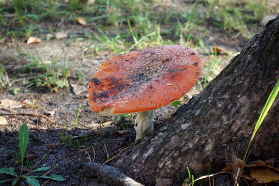 В сезон грибов Тюменский Роспотребнадзор рассказал о симптомах отравления