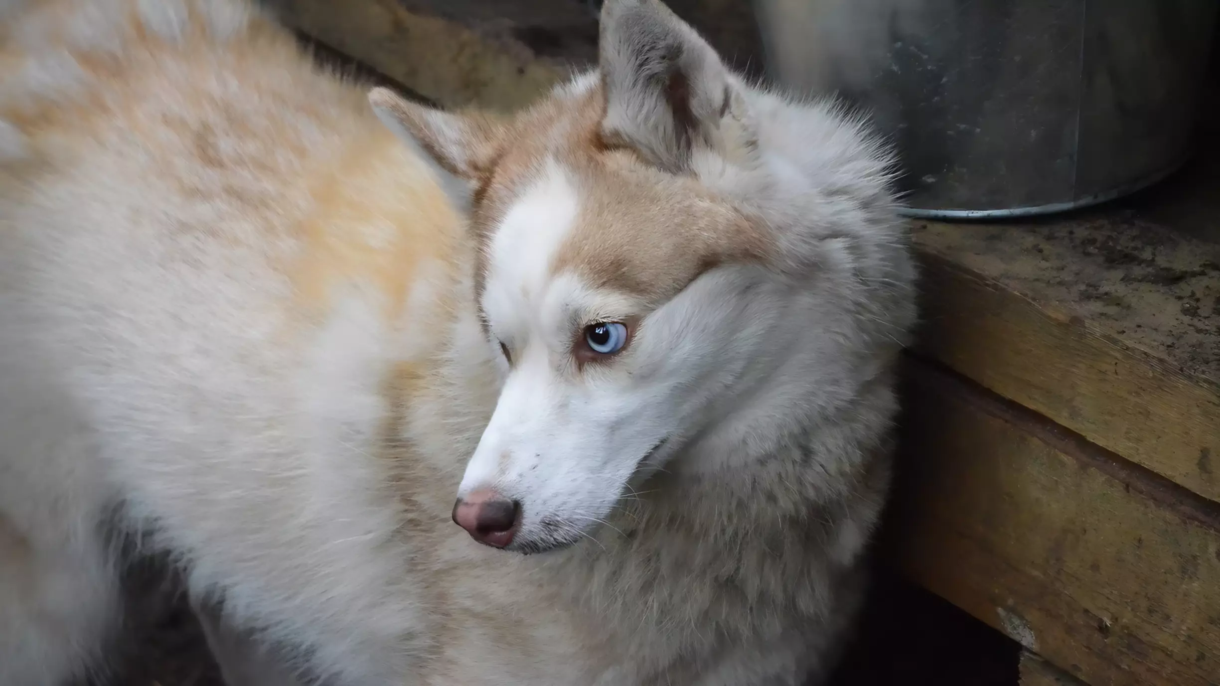 Из приюта под Тюменью могут выпустить 45 бездомных собак