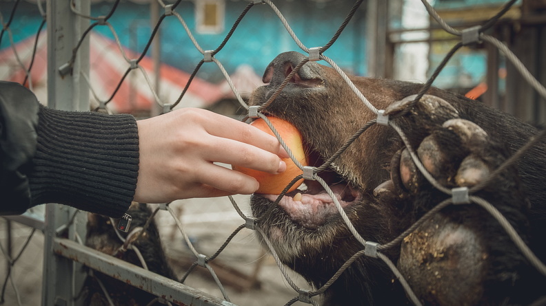В Тюменском зоопарке можно взять любимого животного под опеку 