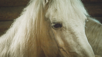 В Тюменской области владельцы лошадей не соблюдают карантин.