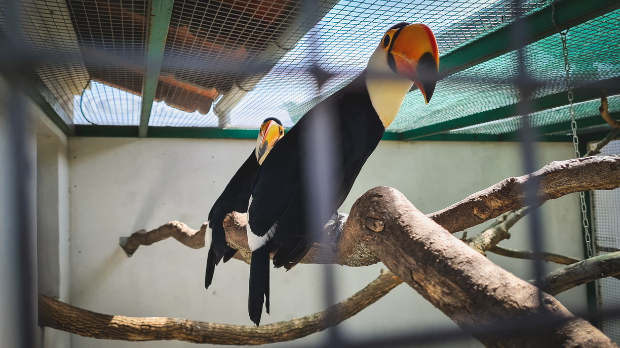 За содержание краснокнижных птиц без разрешения зоопарк Тюмени оштрафован