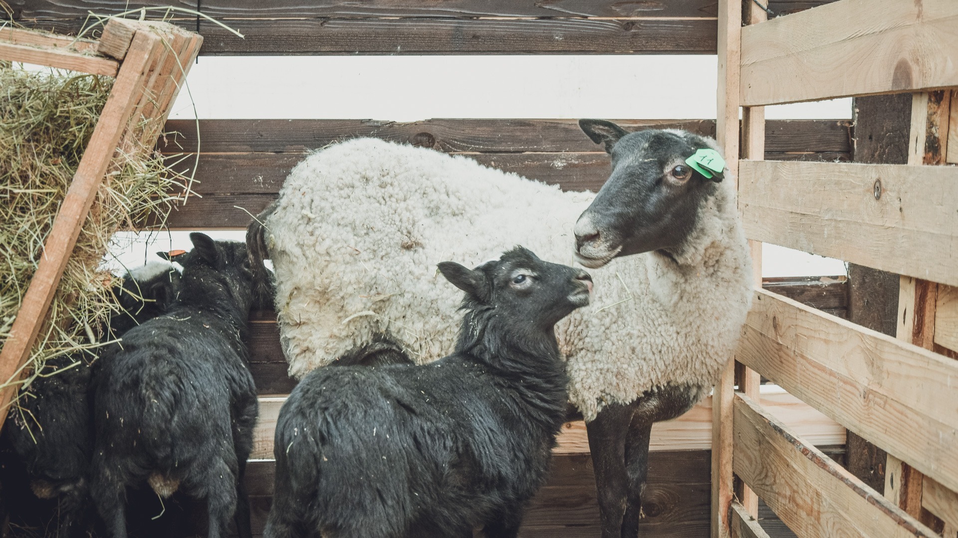 Троица из Тюменской области попалась на попытке украсить овцу 
