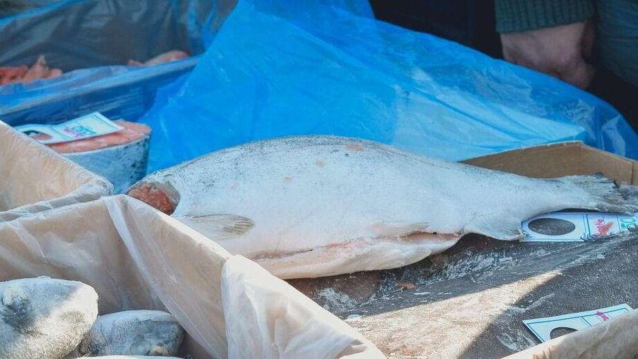 Коммунисты Тюменской области попросят правительство РФ разрешить вылов рыбы сетями