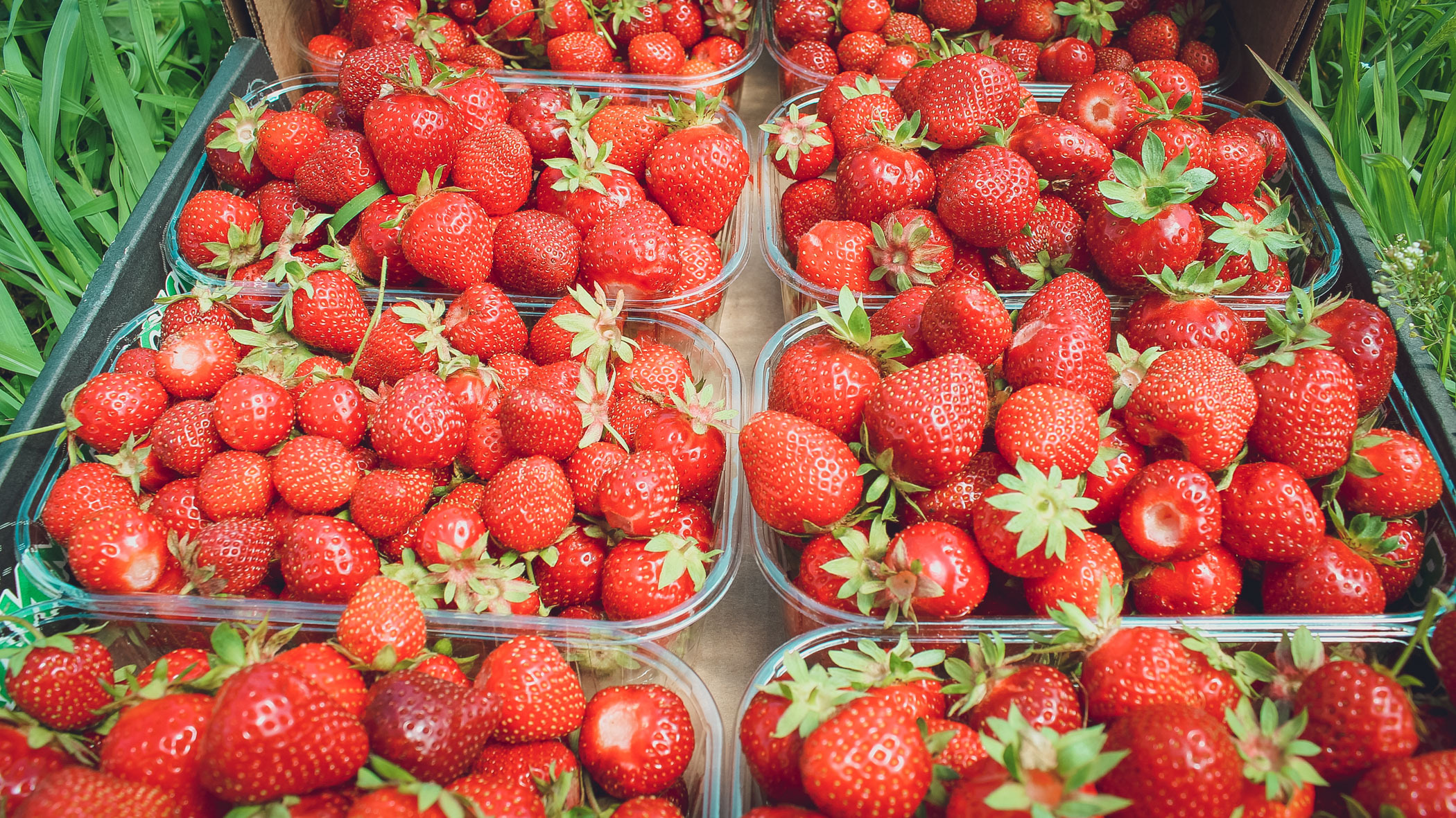 Тюменцам предлагают заработать на сборе ягод до 300 тысяч рублей