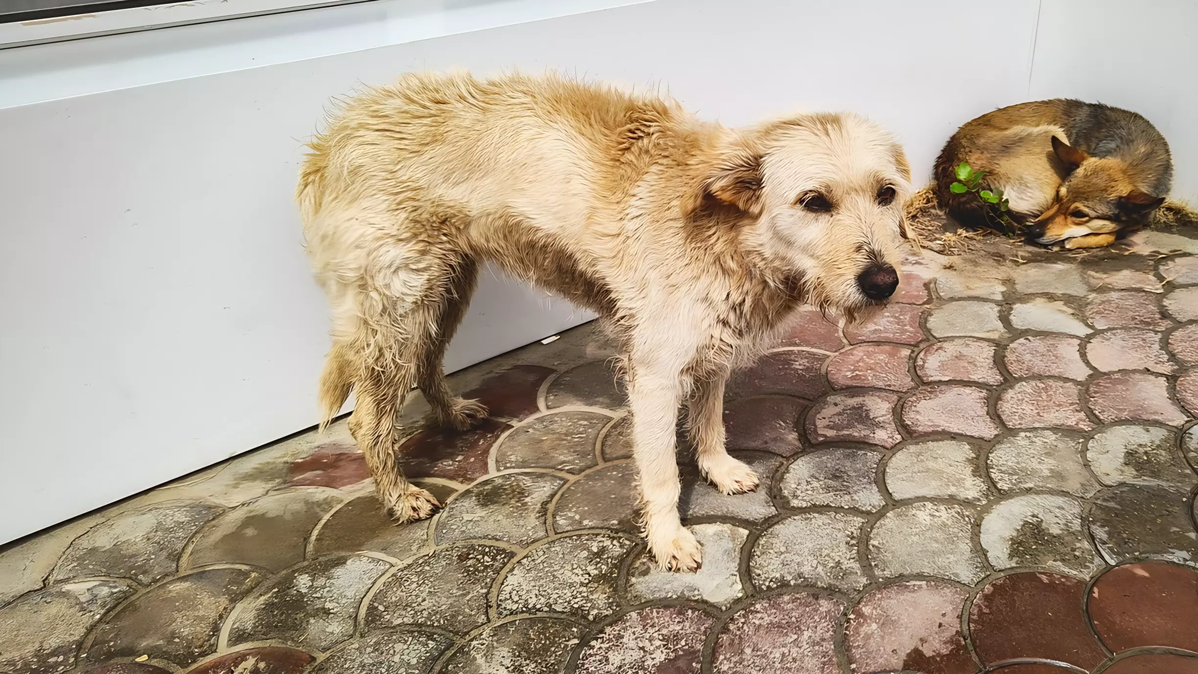 В Заводоуковске из-за собаки ввели карантин по бешенству