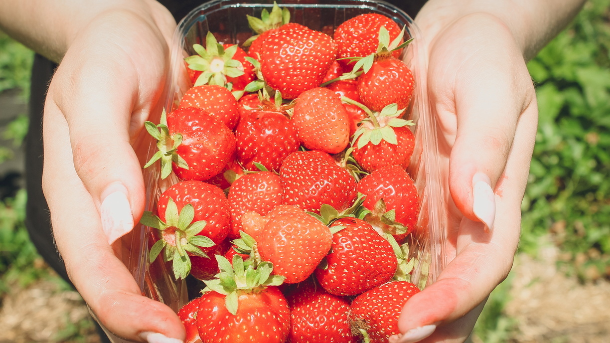 В Тюменской области начнут выращивать ягоды в промышленных масштабах
