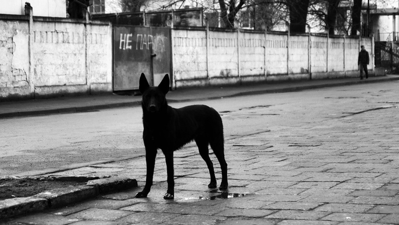 Жители тюменского села обеспкоены случаями расстрела собак