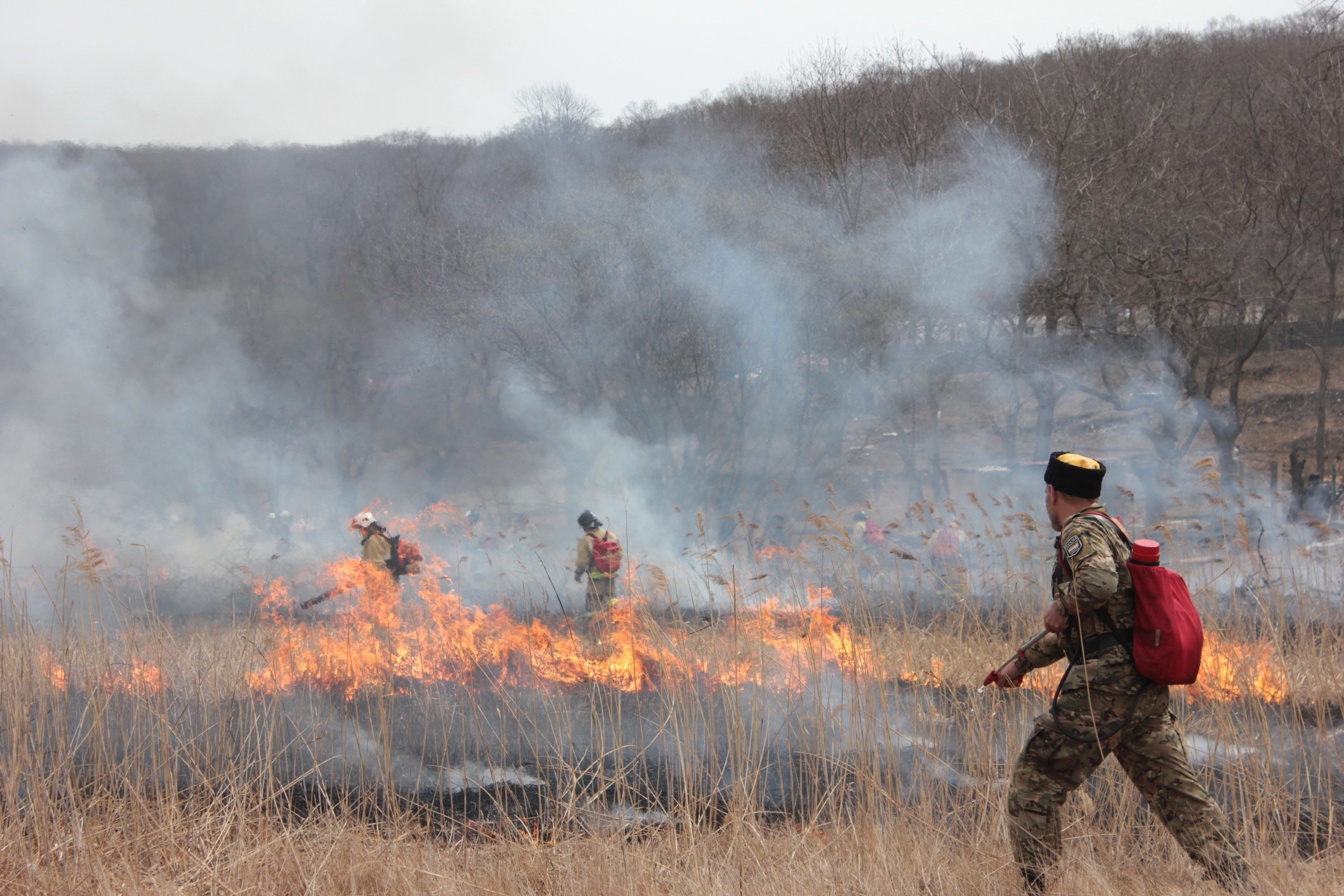 В Тюменской области горит лес. Горожан предупредили о появлении запаха дыма
