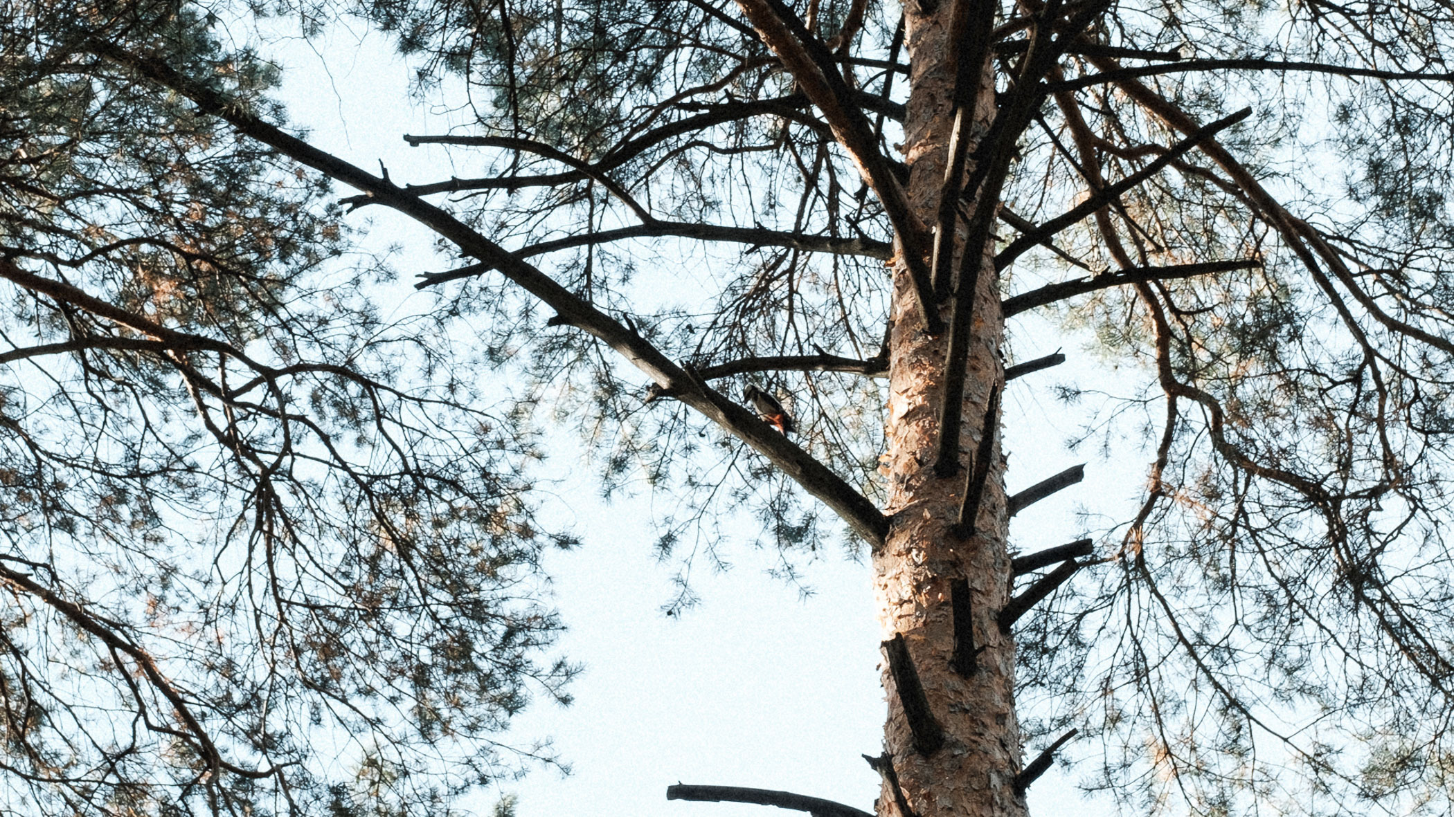 Тюменцы собирают опята в заснеженном лесу