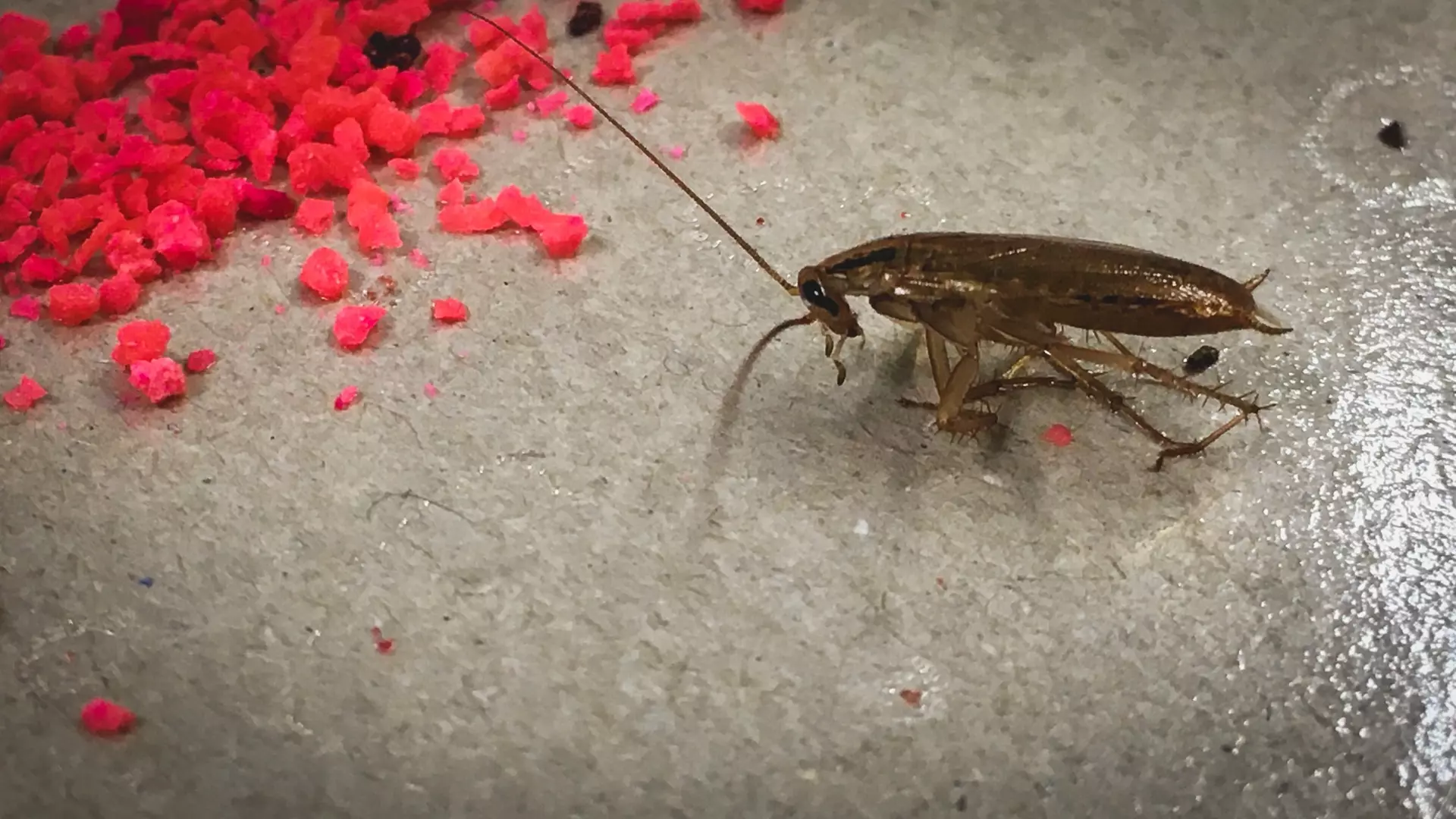 В Тюмени в корейском ресторане нашли тараканов