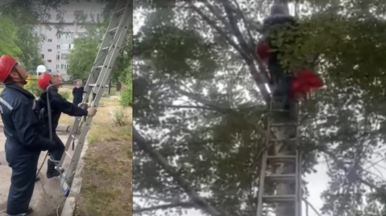 Спасатели Тюмени сняли мальчика с дерева. Видео
