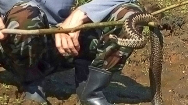 В Тюменской области на берегу реки найдена змея