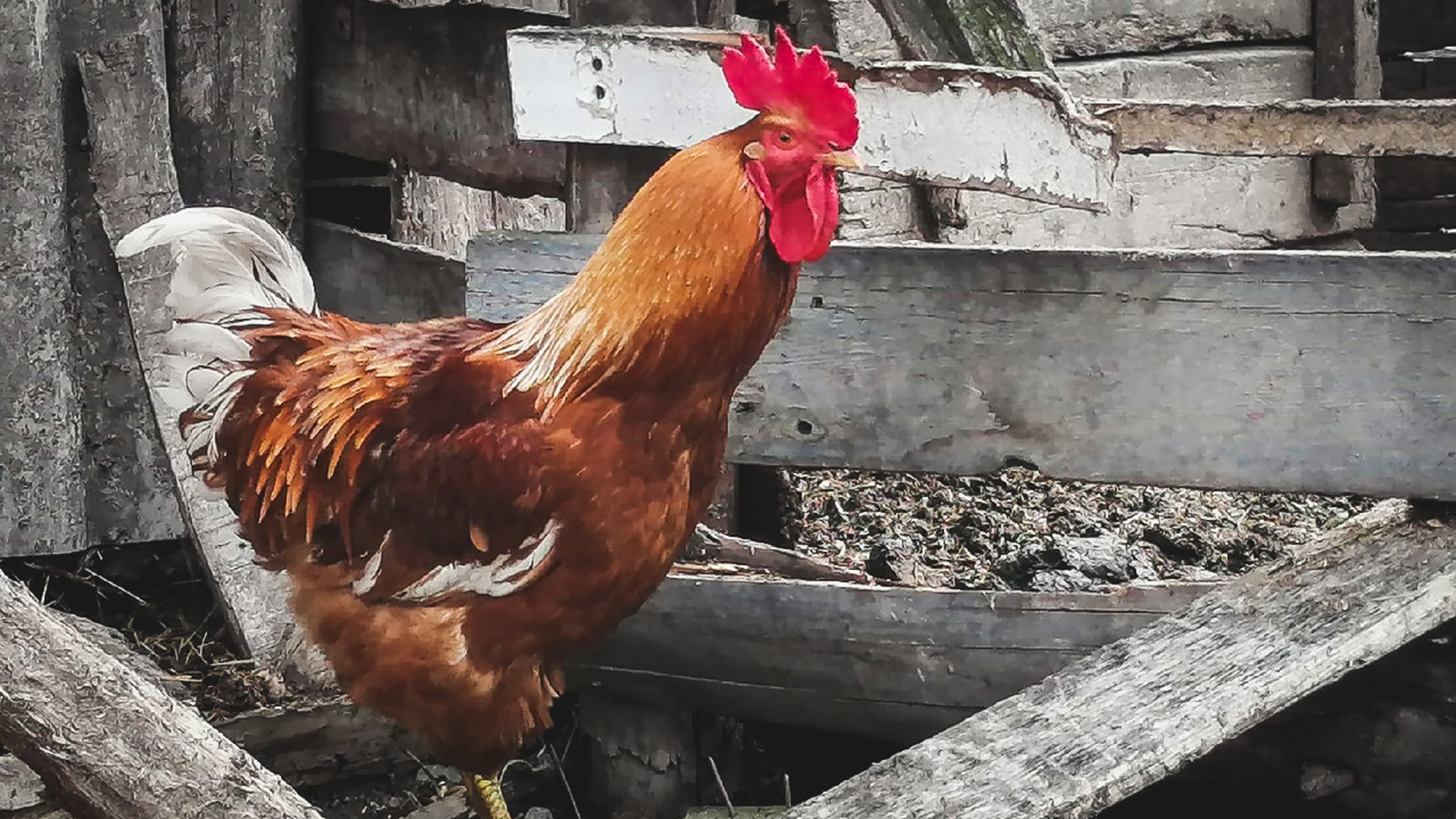 Российские цыплята едут восстанавливать Боровскую птицефабрику