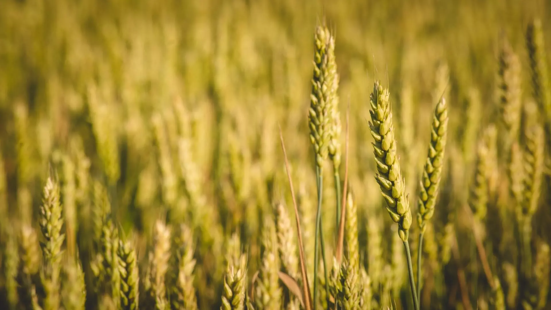 Аналитики ожидают подорожание российской пшеницы на мировом рынке