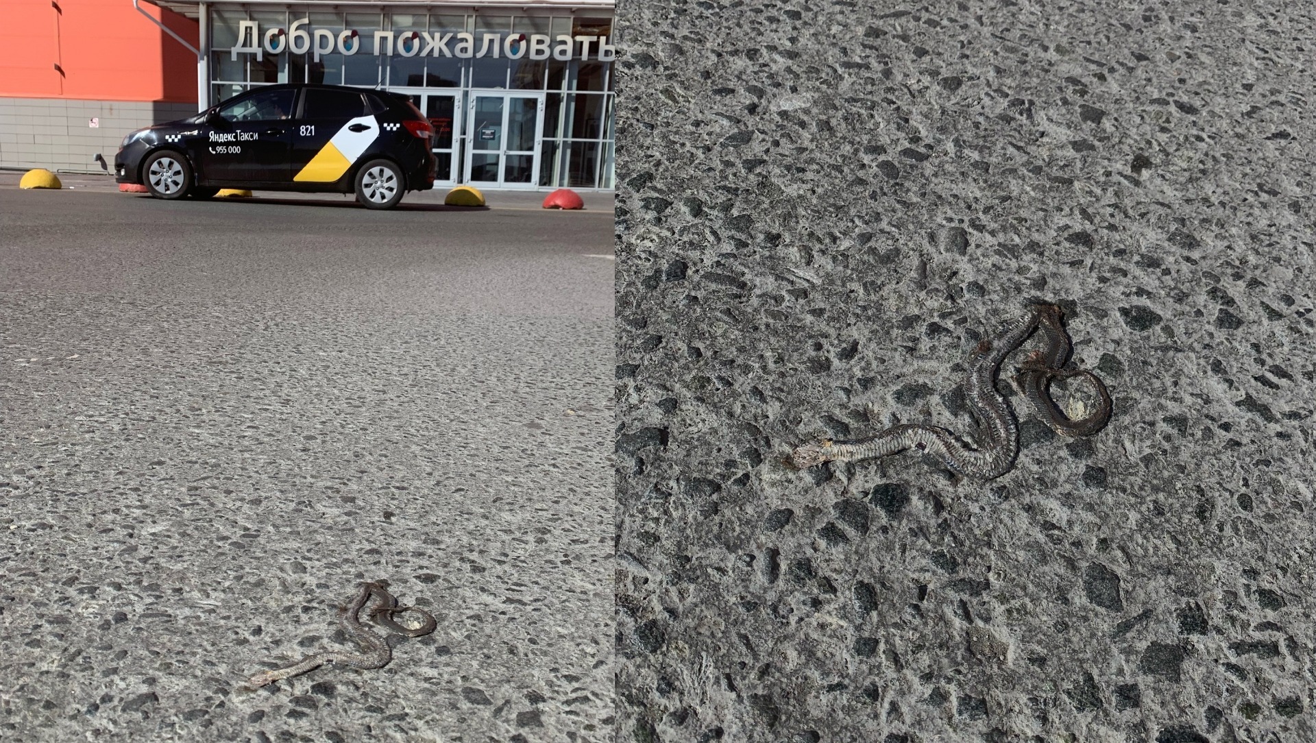 Раздавленная змея лежала на дороге у ТЦ «Ашан» в Тюмени. Фото