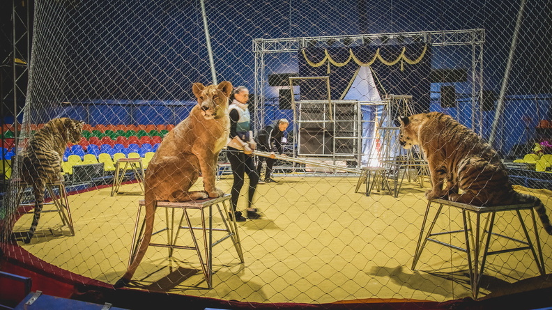 Из-за пандемии артисты в тюменском цирке вынуждены ждать выступлений