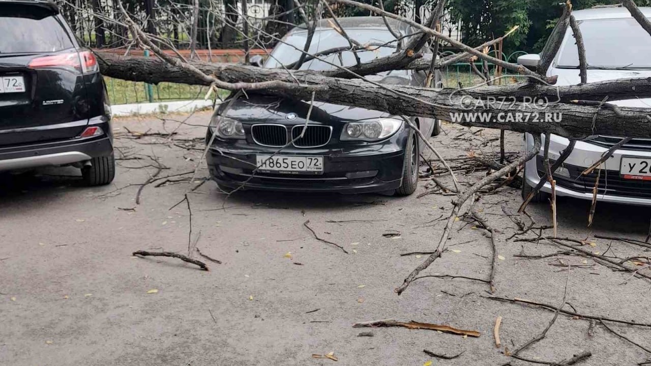 Мёртвое дерево упало по улице Свердлова в Тюмени