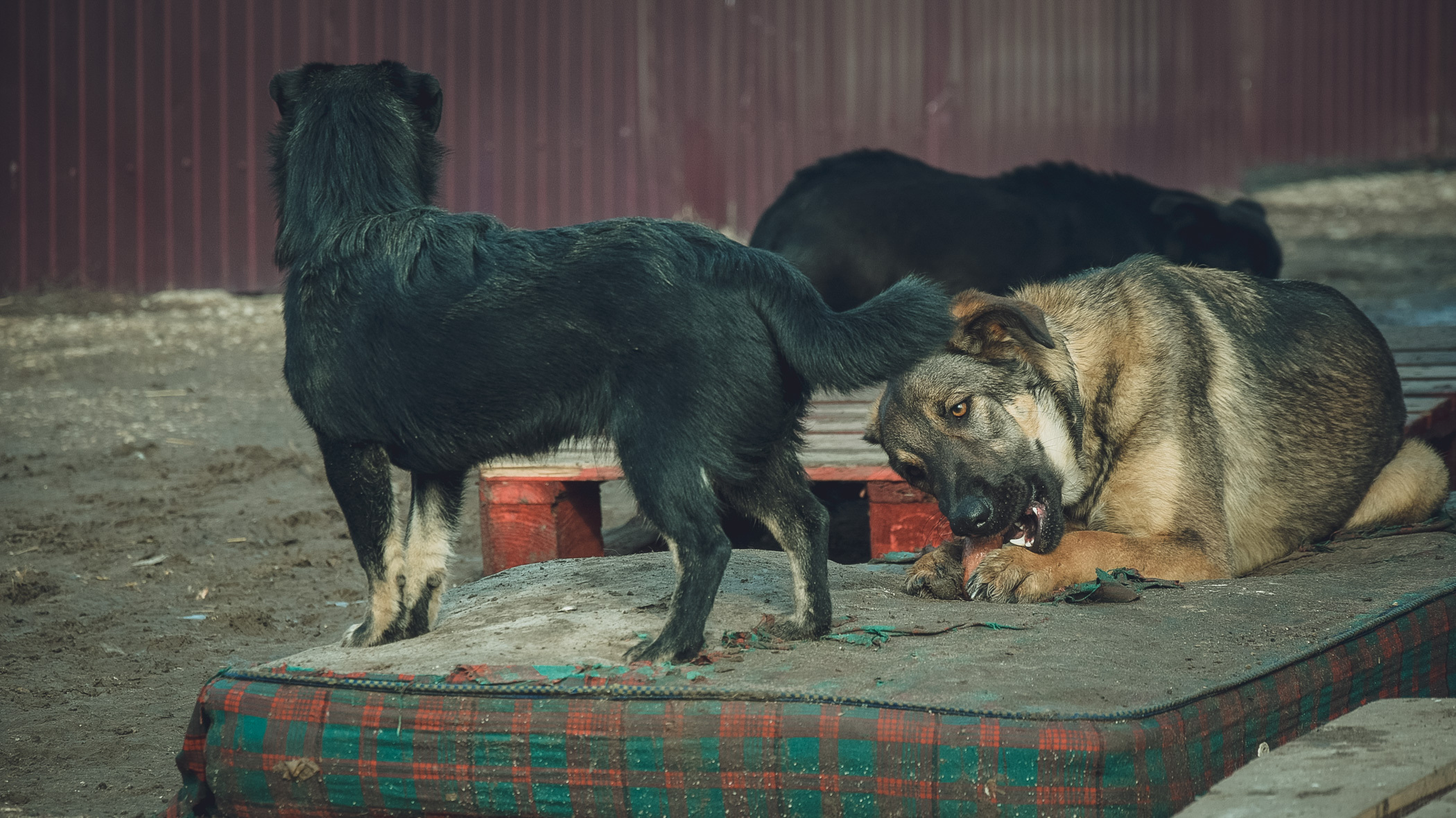 Дело об агрессивных собаках передадут областному управлению ветеринарии