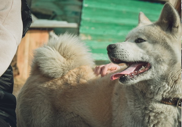 Тюменские ветеринары спасли собаку, на которую напал медведь